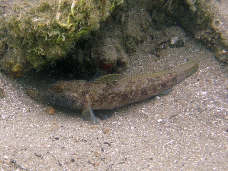 Gobius niger